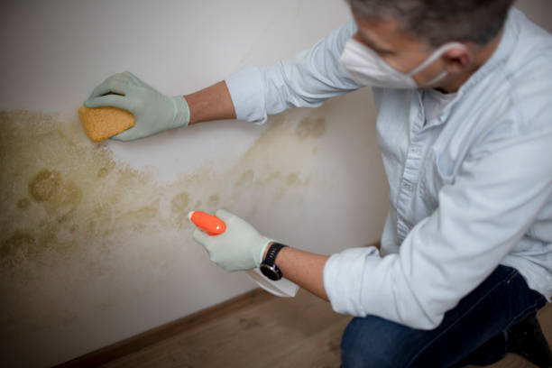 Professional Mold Remediation in Georgetown, PA