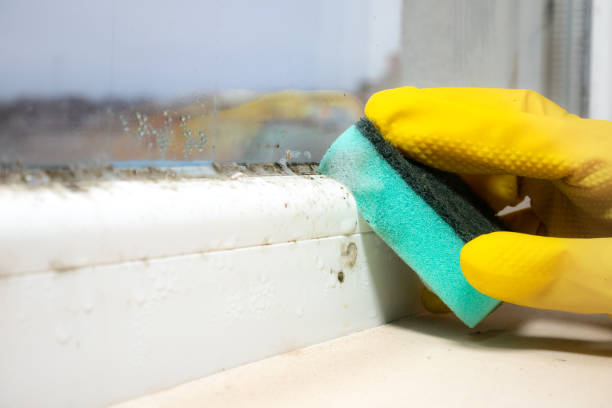Best DIY Mold Remediation Support Services in Georgetown, PA