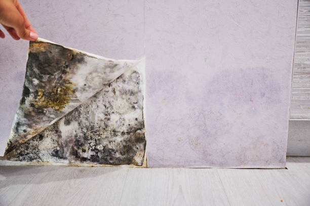 Best Residential Mold Remediation in Georgetown, PA